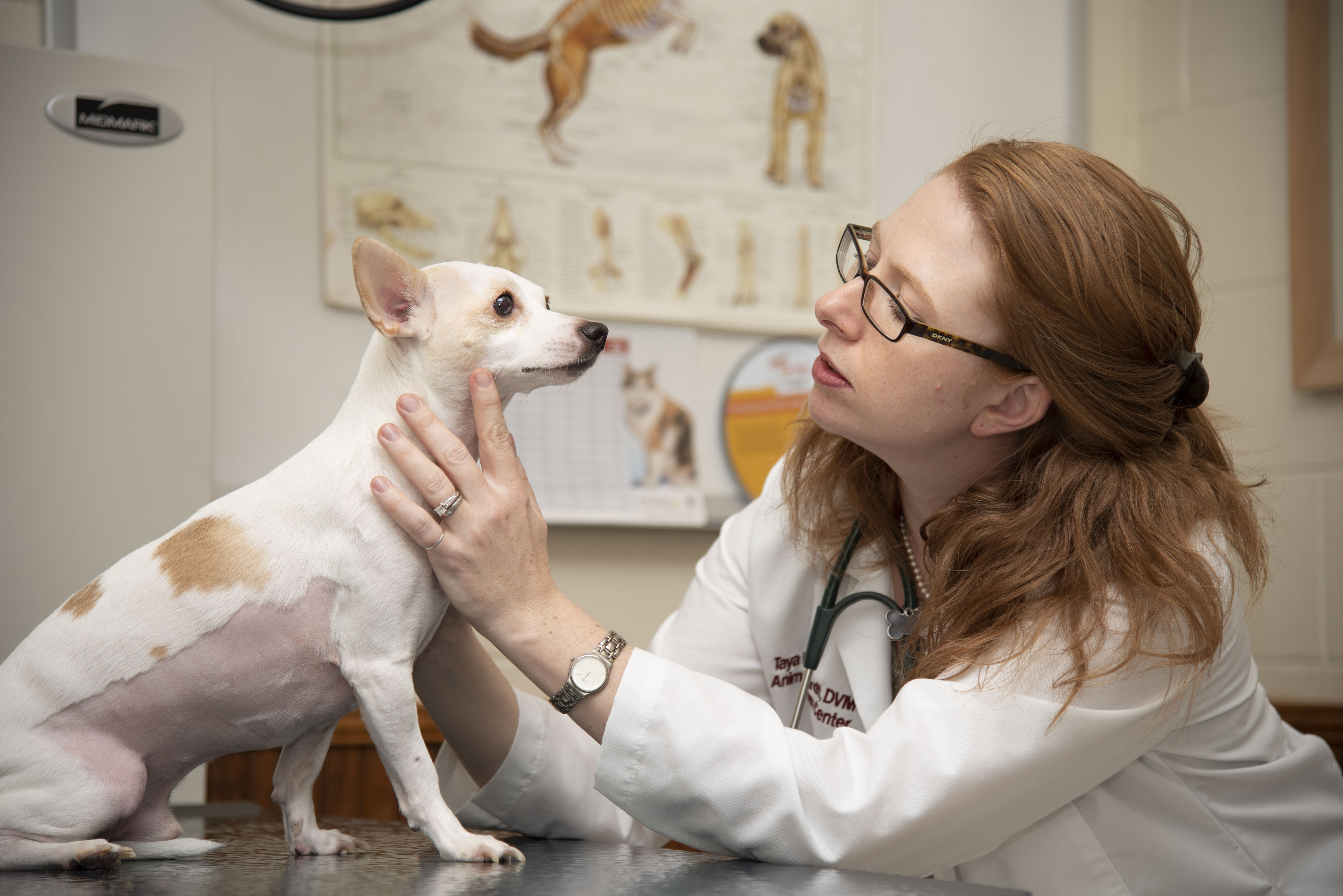 A veterinary oncologist examines her patient