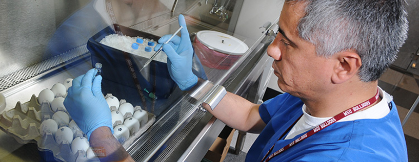 A veterinary researcher examines chicken eggs