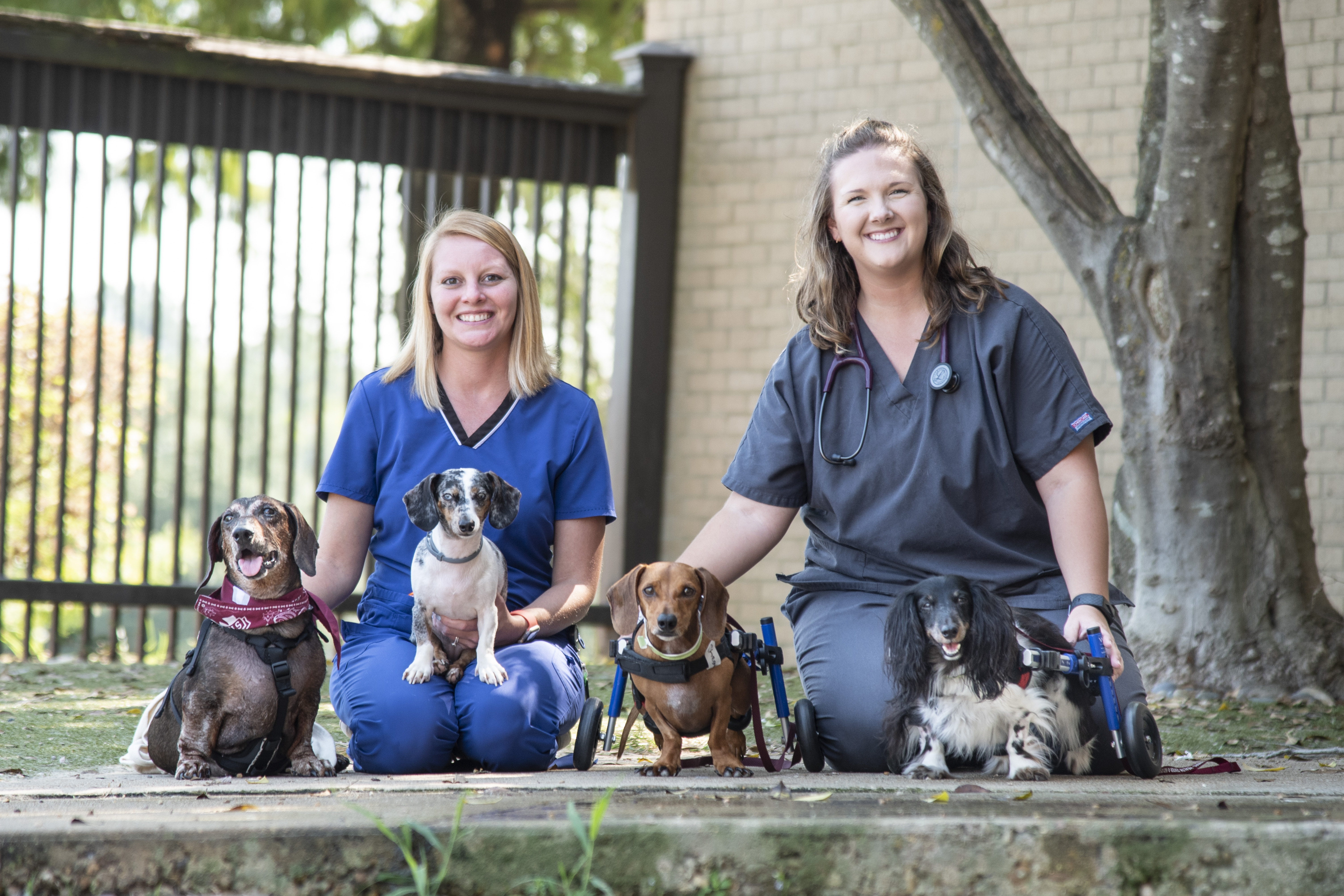 Two veterinary students pose with four dachshunds in wheelchairs