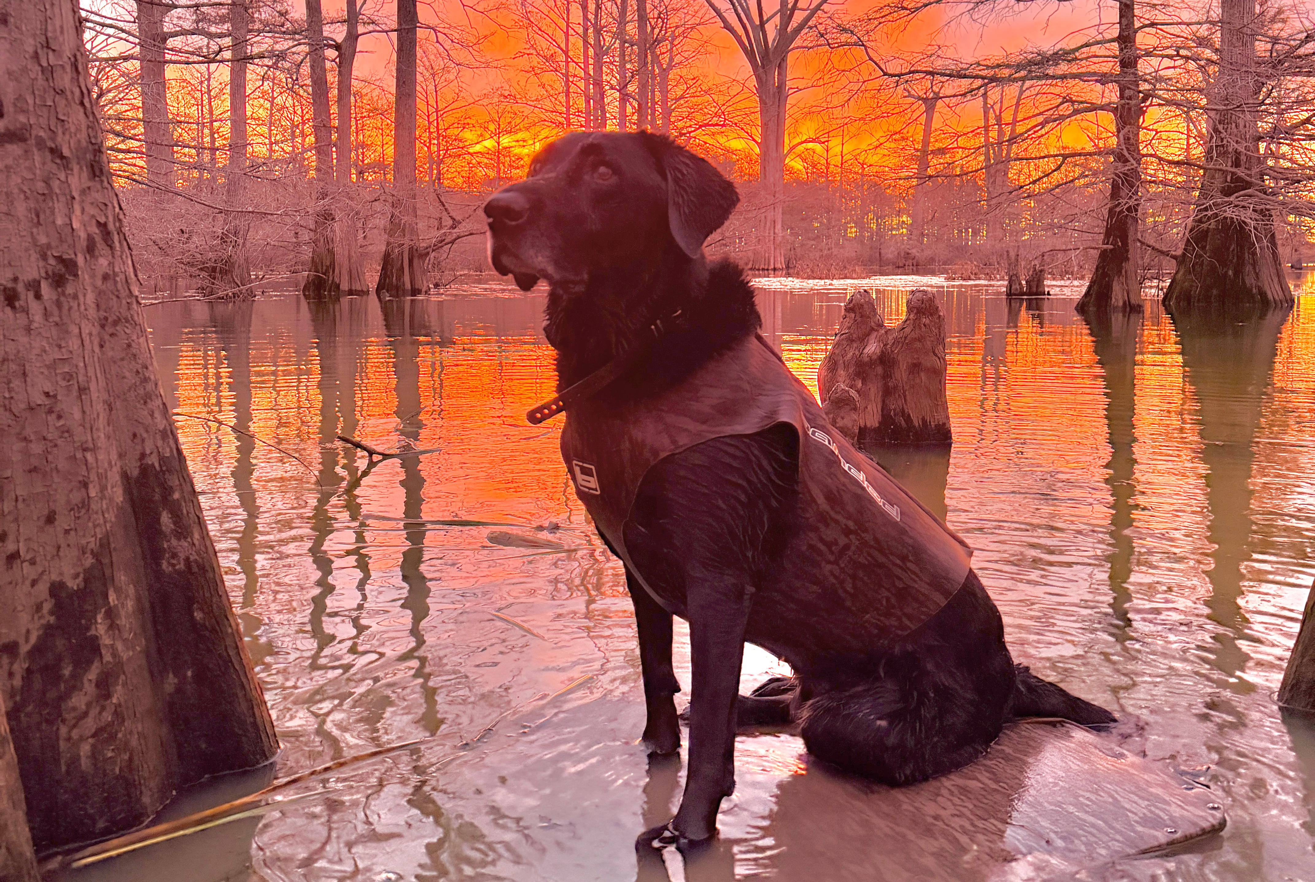 Rocko the dog in a marsh