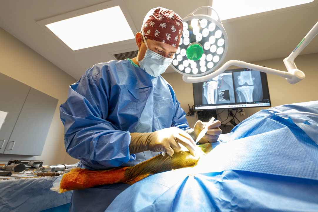 Dr. Seth Kettleman performing surgery on an animal.
