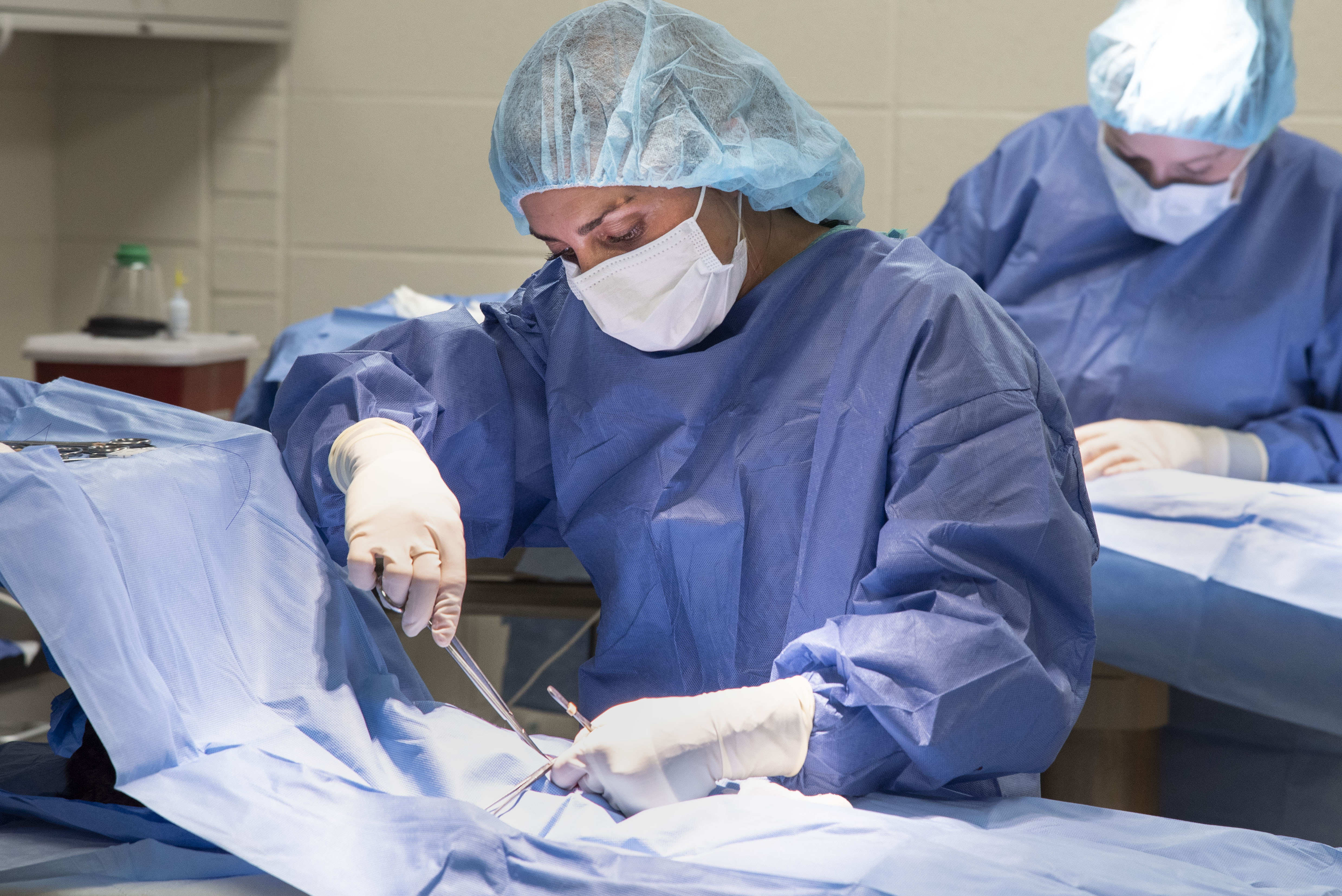 A veterinary student performs surgery 