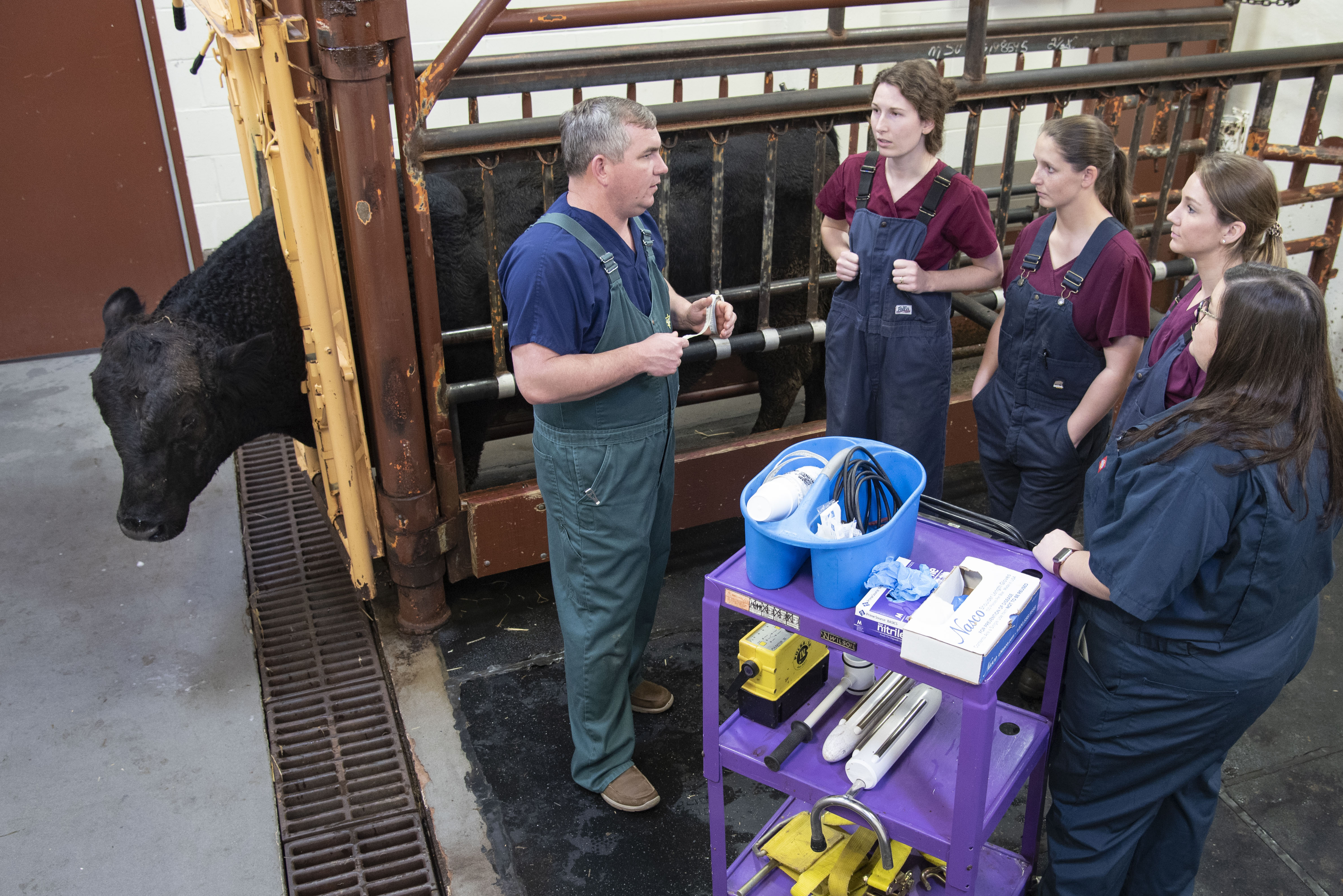 Veterinary students listen to their instructor before examining a cow