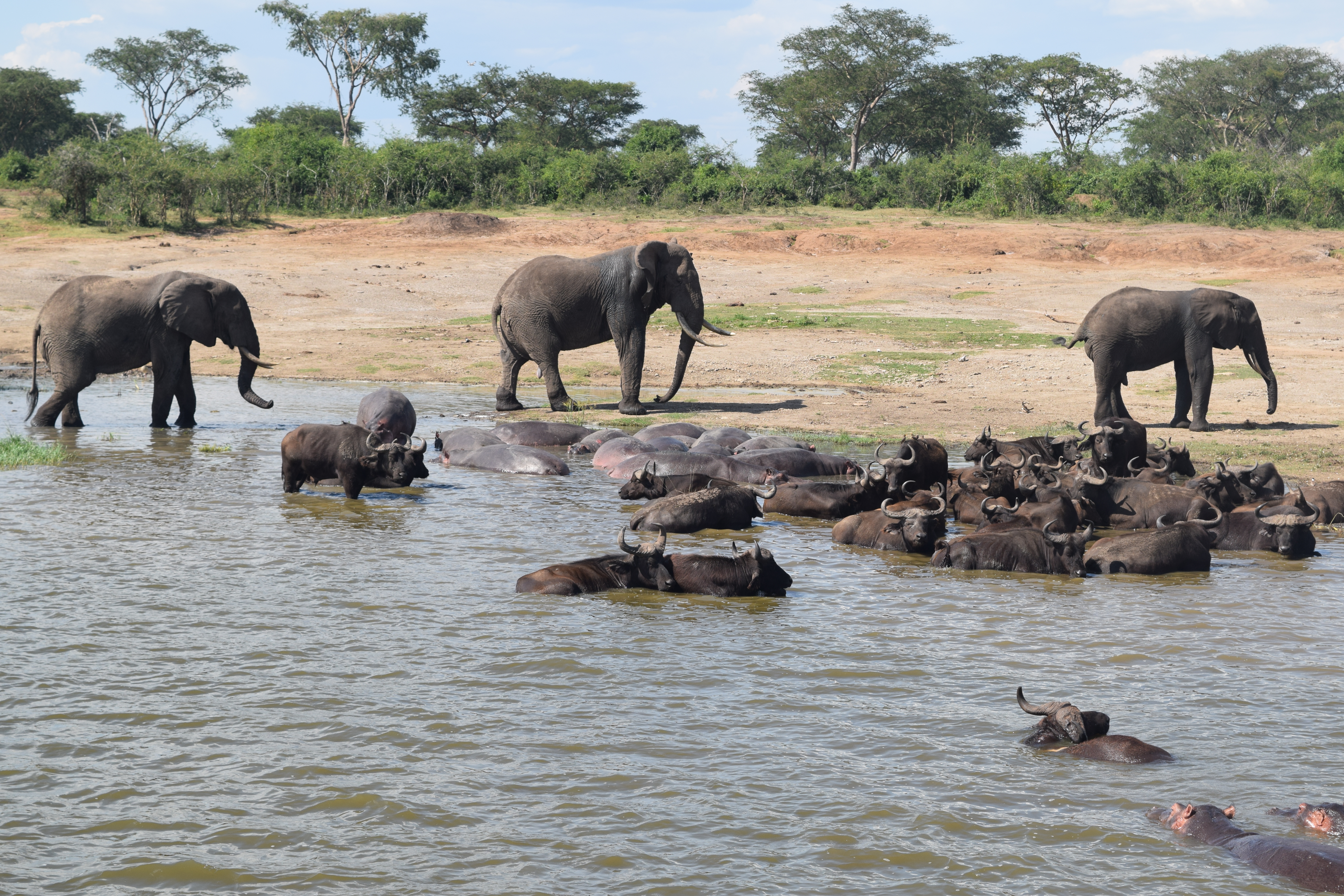 Elephants and wildebeests at a watering hole