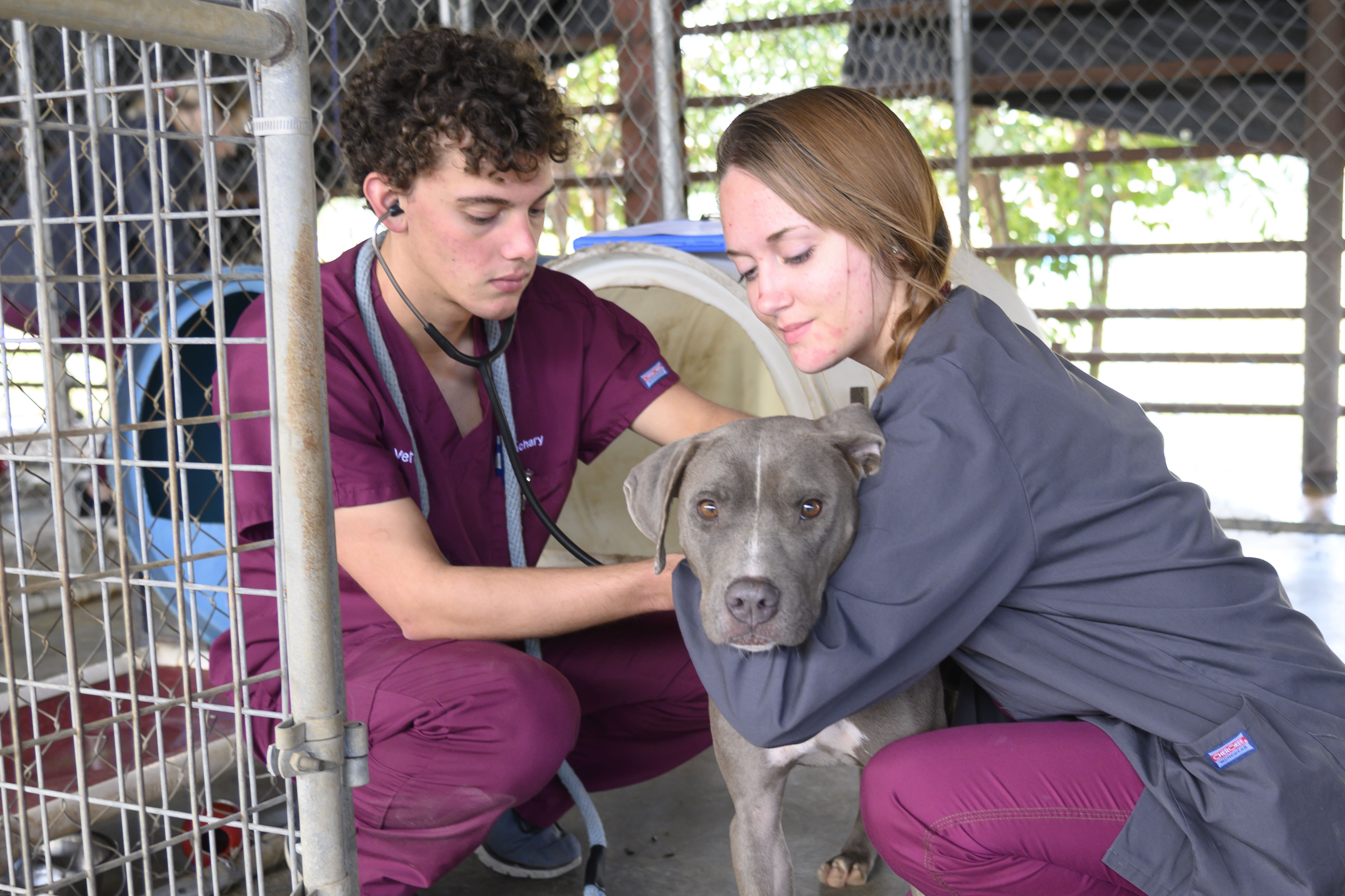 Students examine a shelter dog