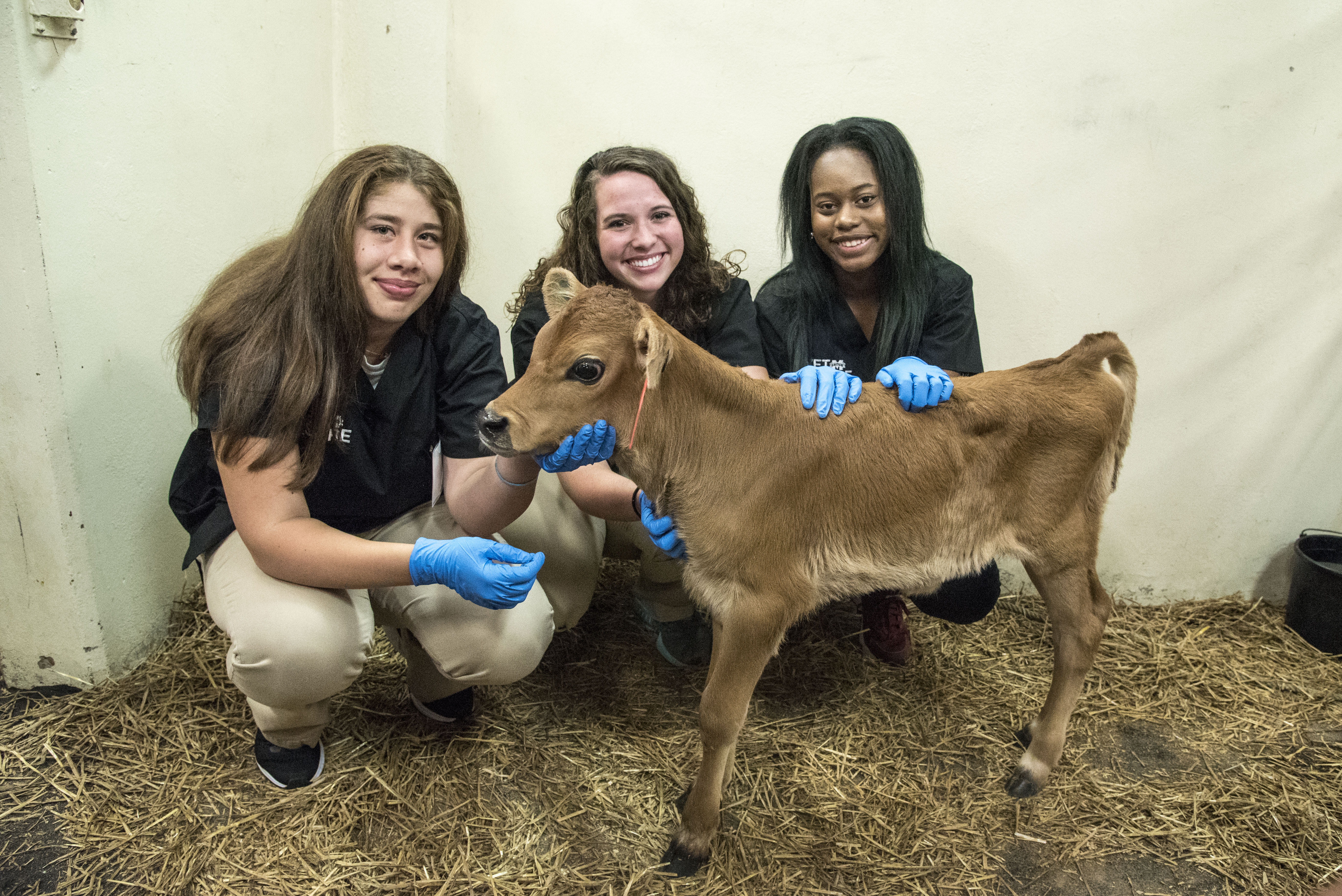 Students pose with a calf