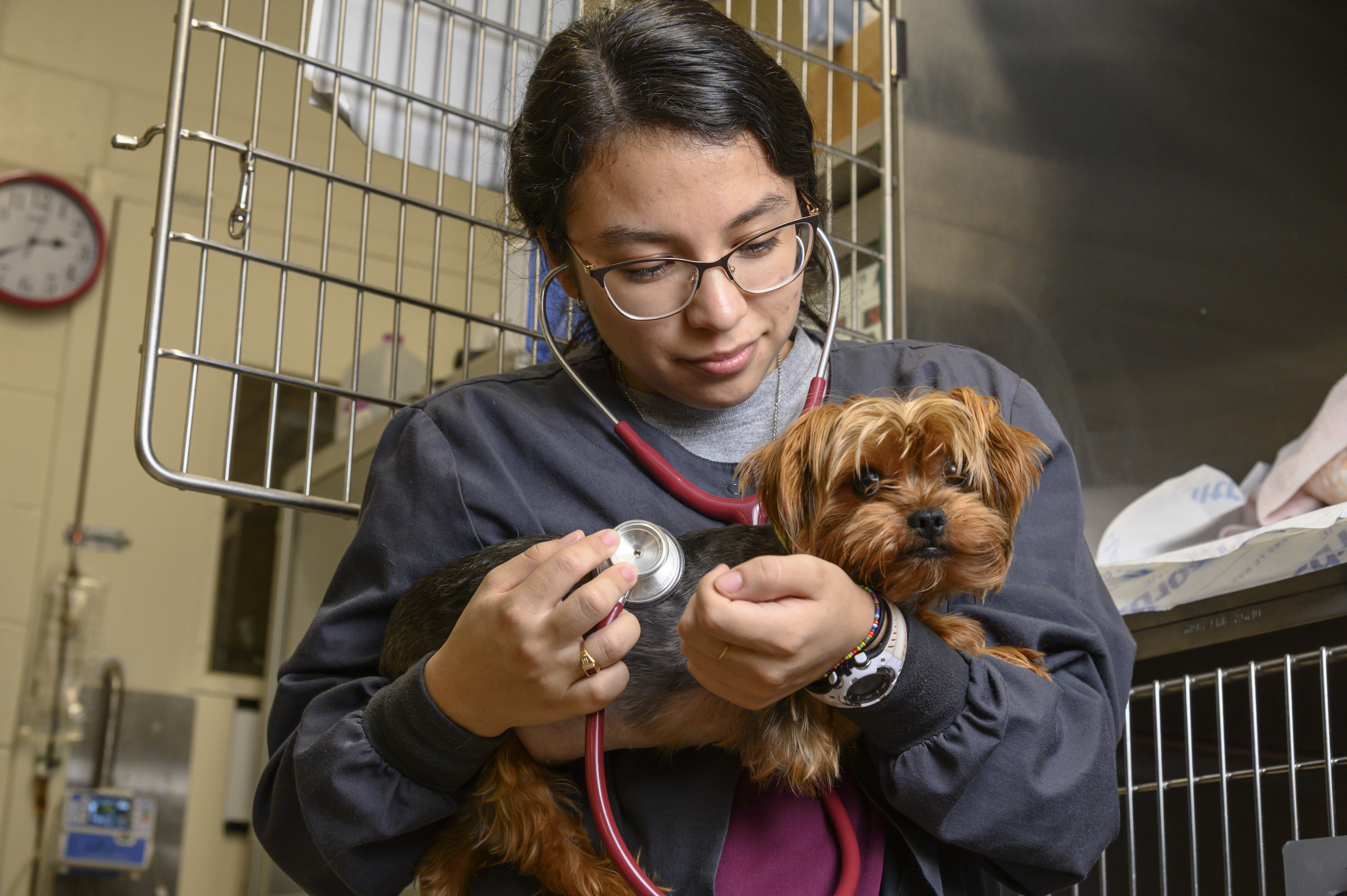 A veterinary technician examines a yorkie