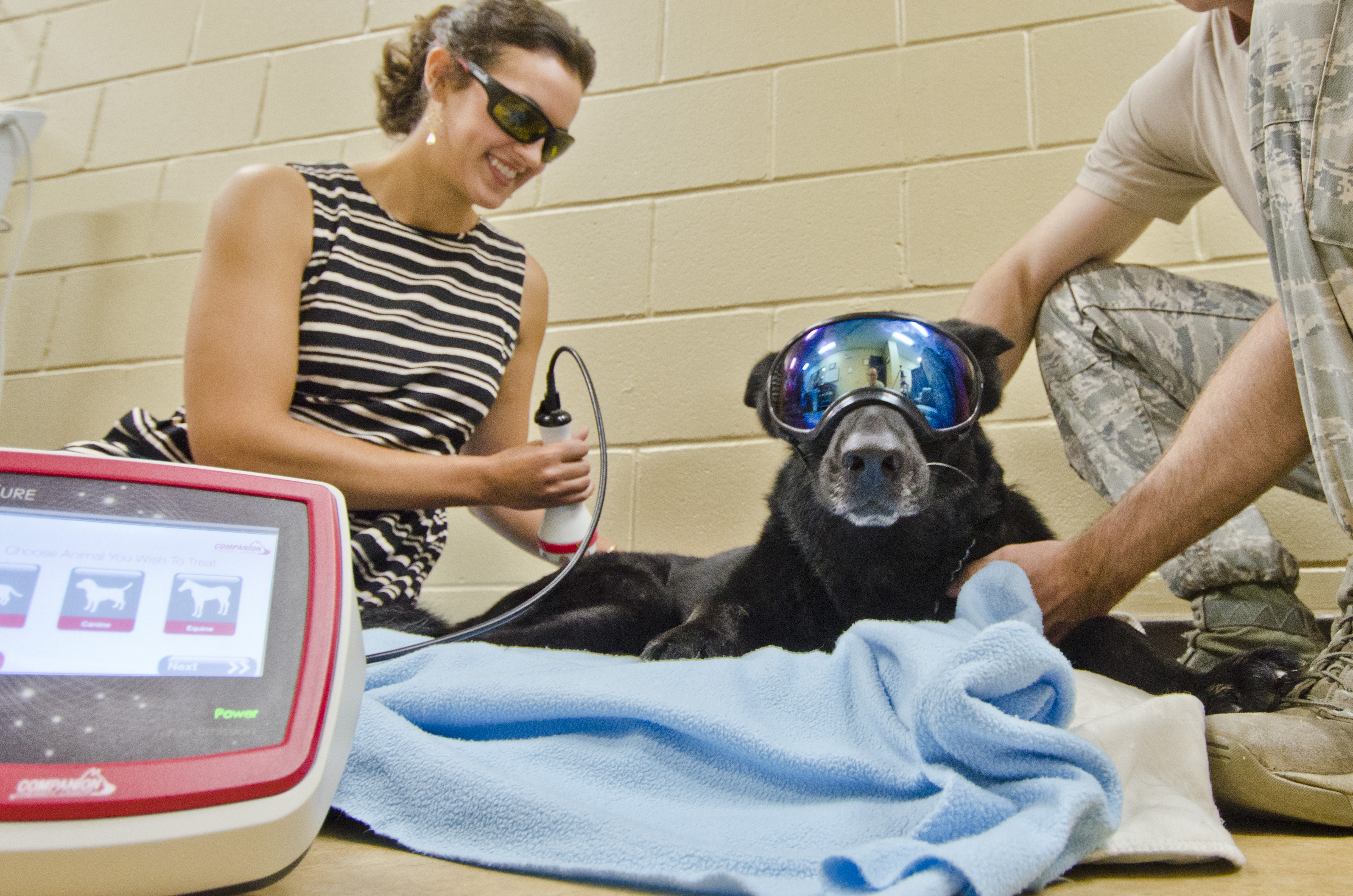 A rehab specialist provides laser therapy to a dog