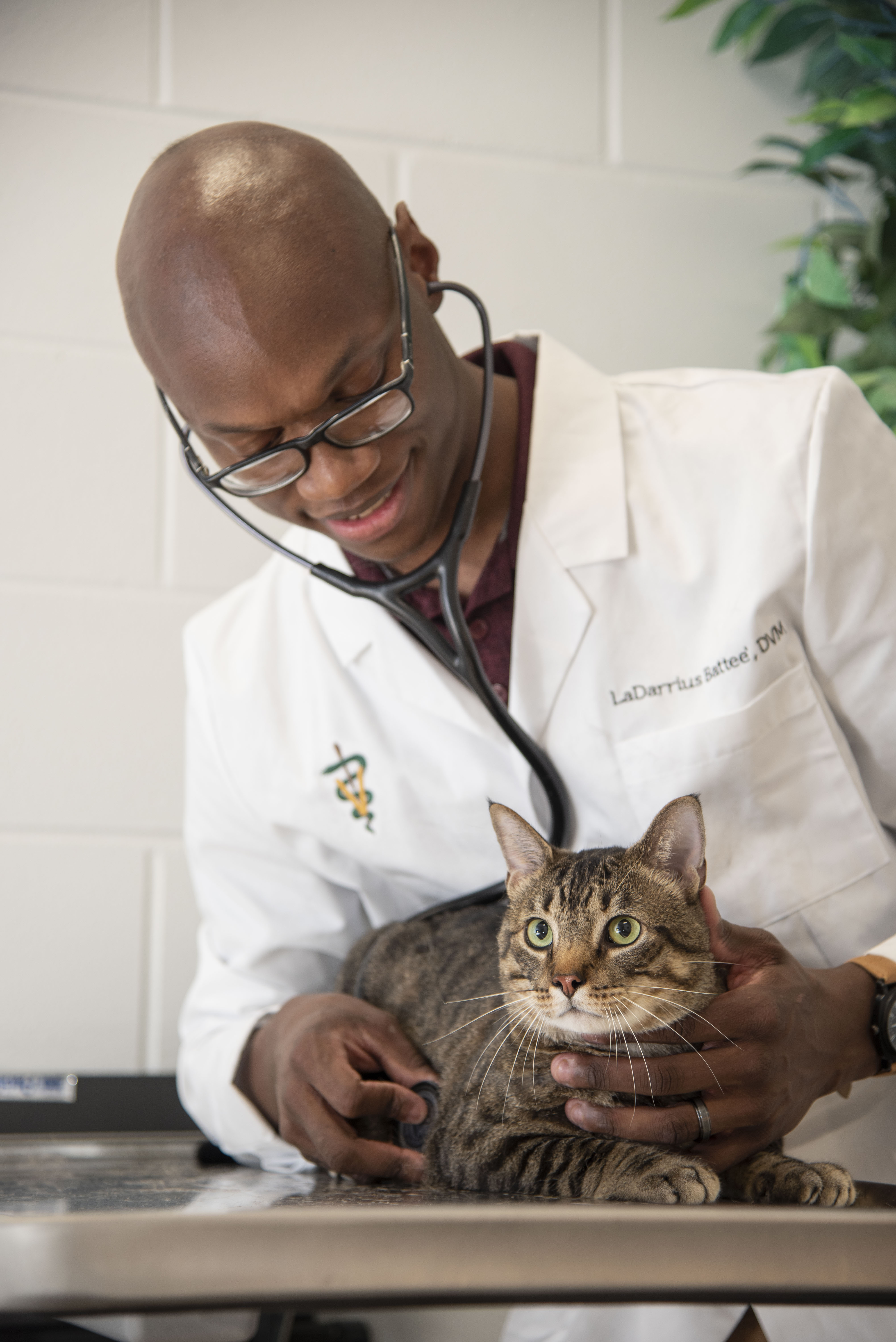 A veterinarian examines a cat