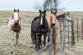 Three horses