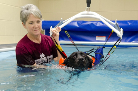 Jack Moore receives rehab in a swimming pool supervised by vet