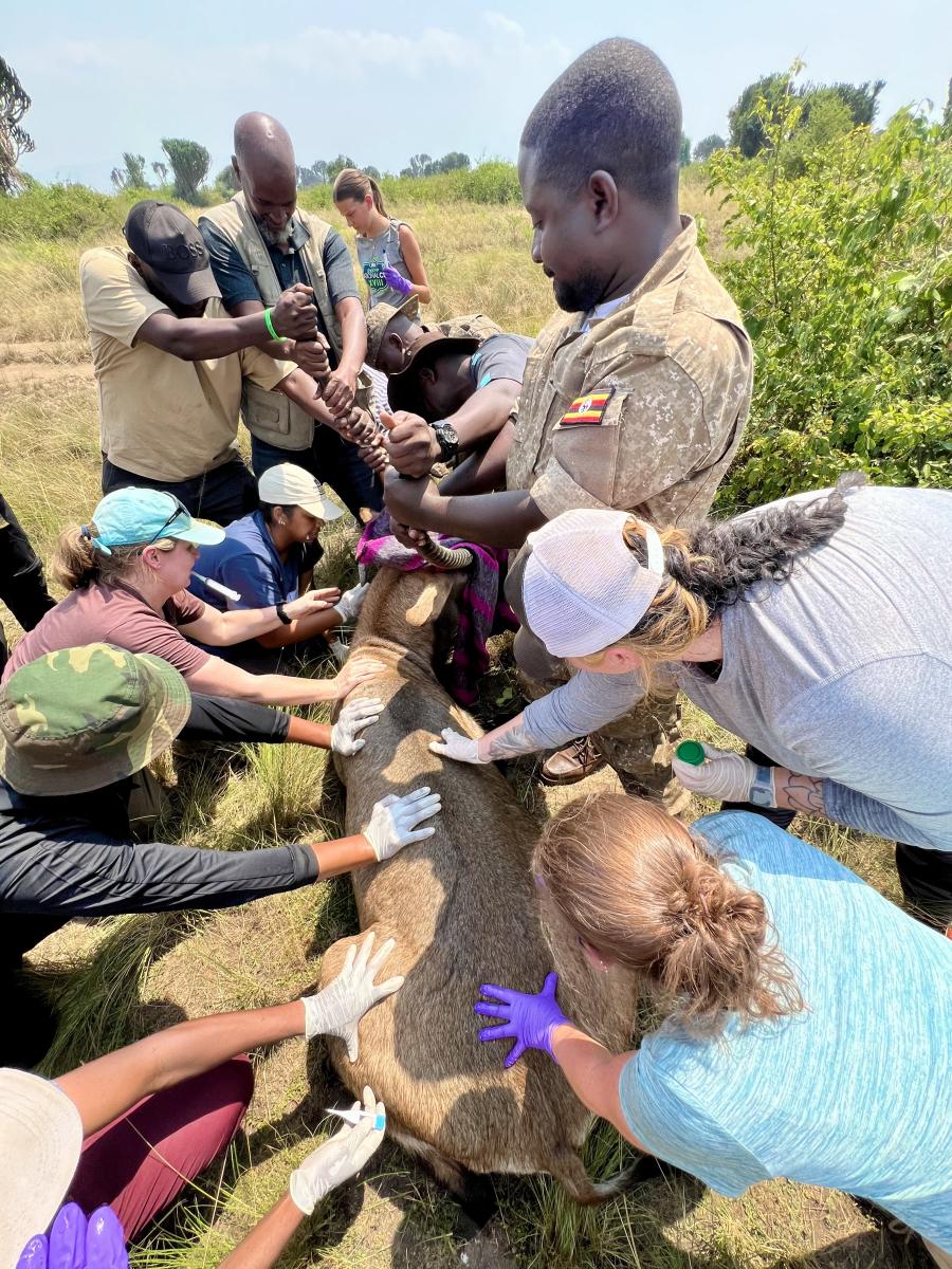 A group of students treat an animal in Uganda.